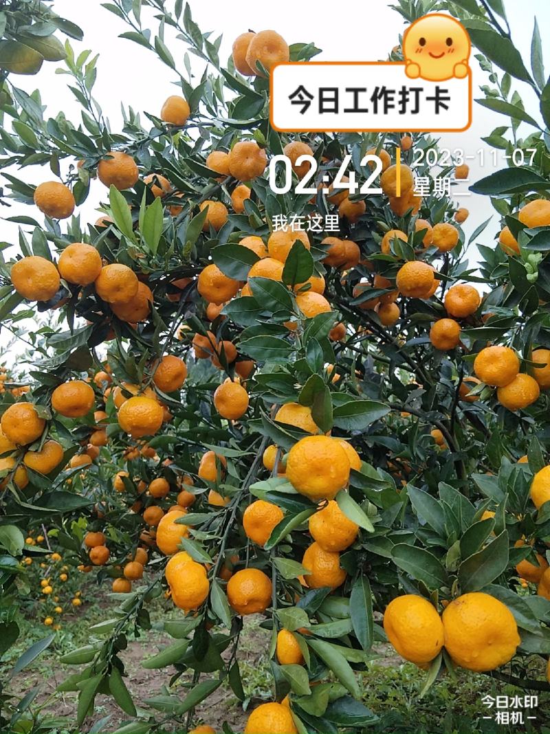 精品南丰蜜橘，