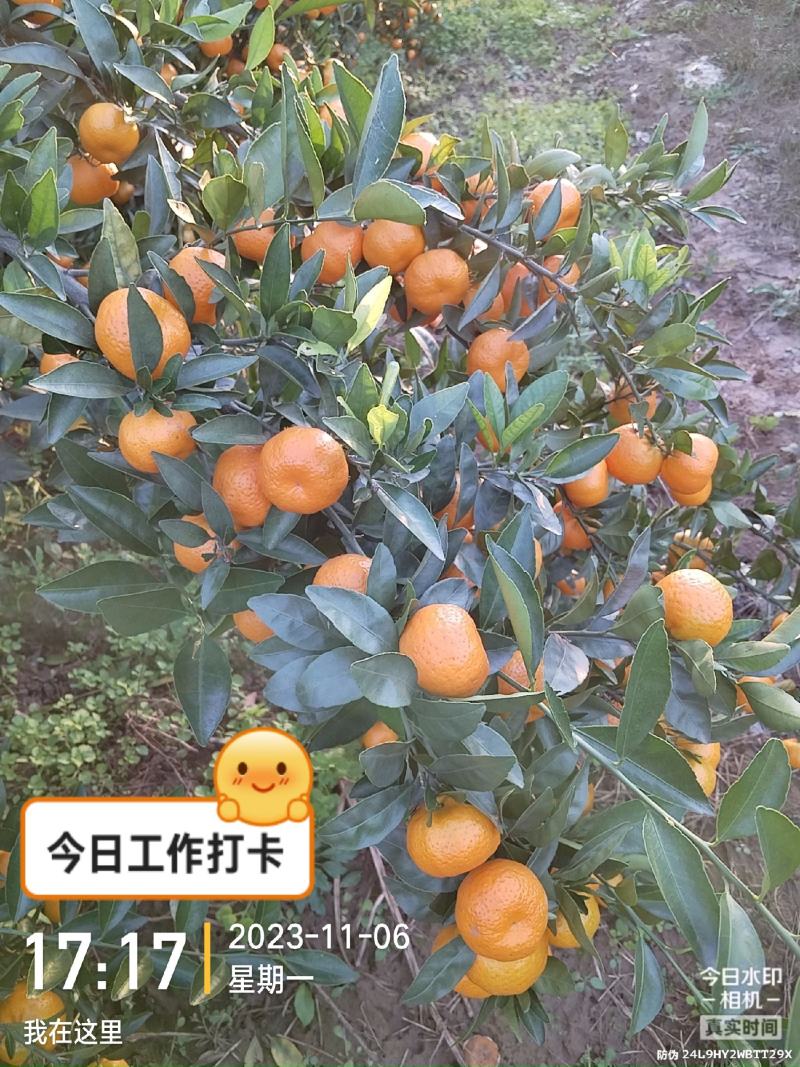 精品南丰蜜橘，