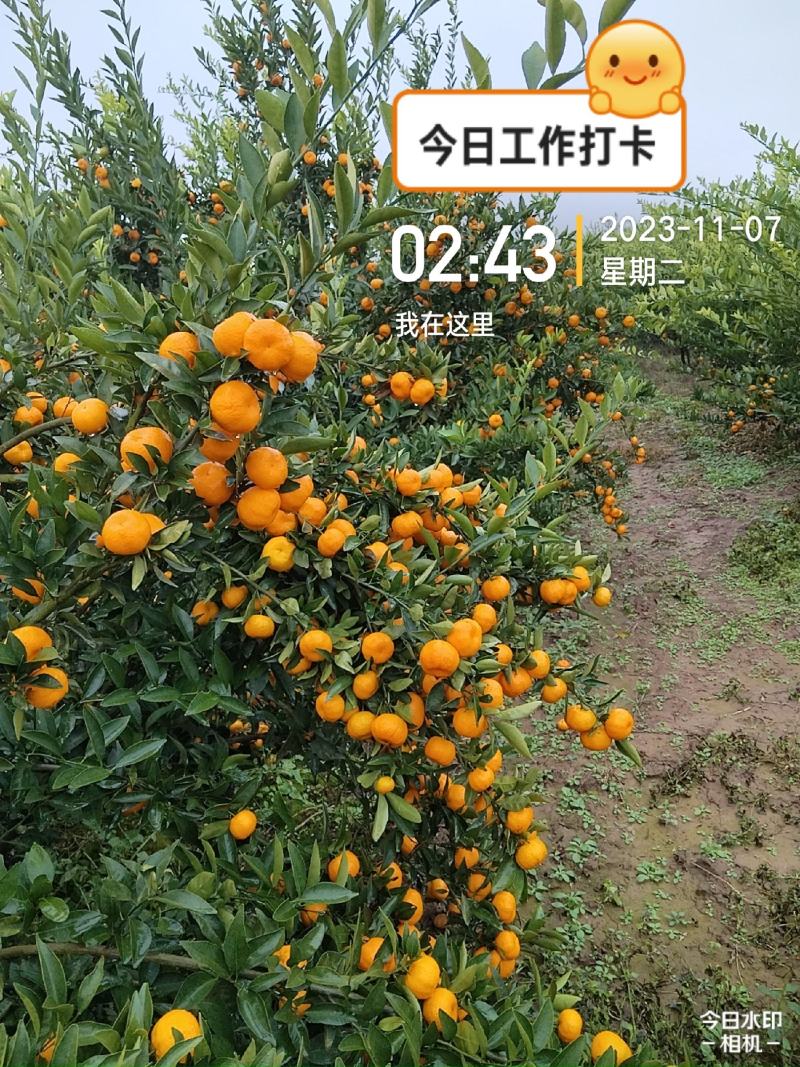 精品南丰蜜橘，