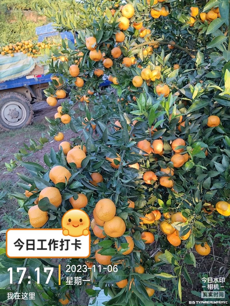 精品南丰蜜橘，