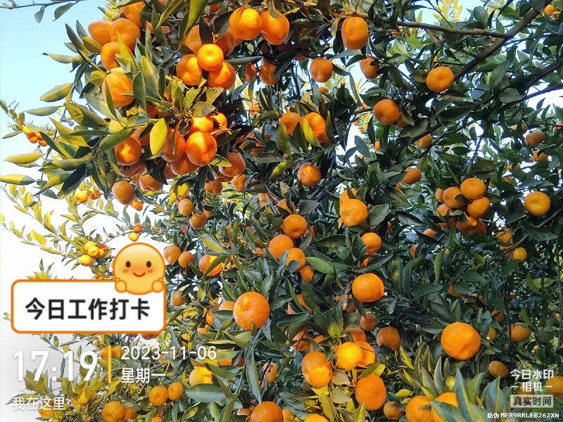 精品南丰蜜橘，
