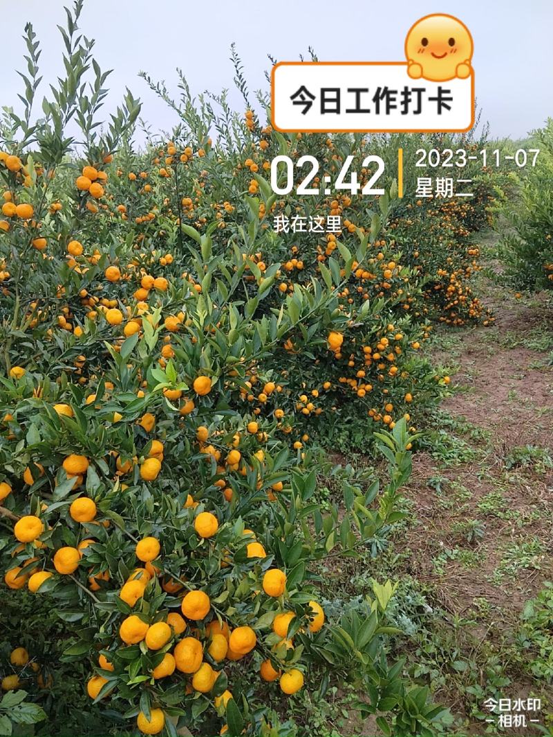 精品南丰蜜橘，