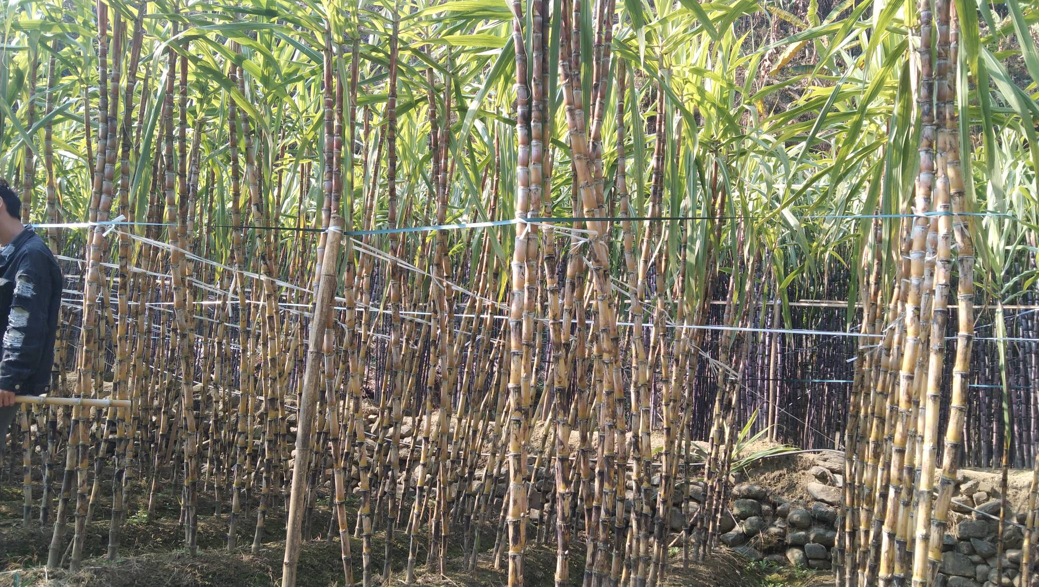黄皮甘蔗种植基地