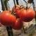 富万家宝德春悦番茄种子品种粉果无线生长品种种子