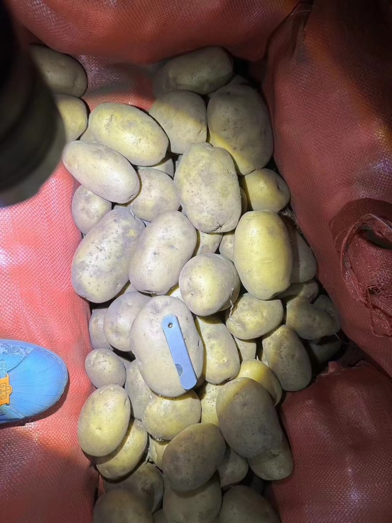 黄心土豆，大量出库！
