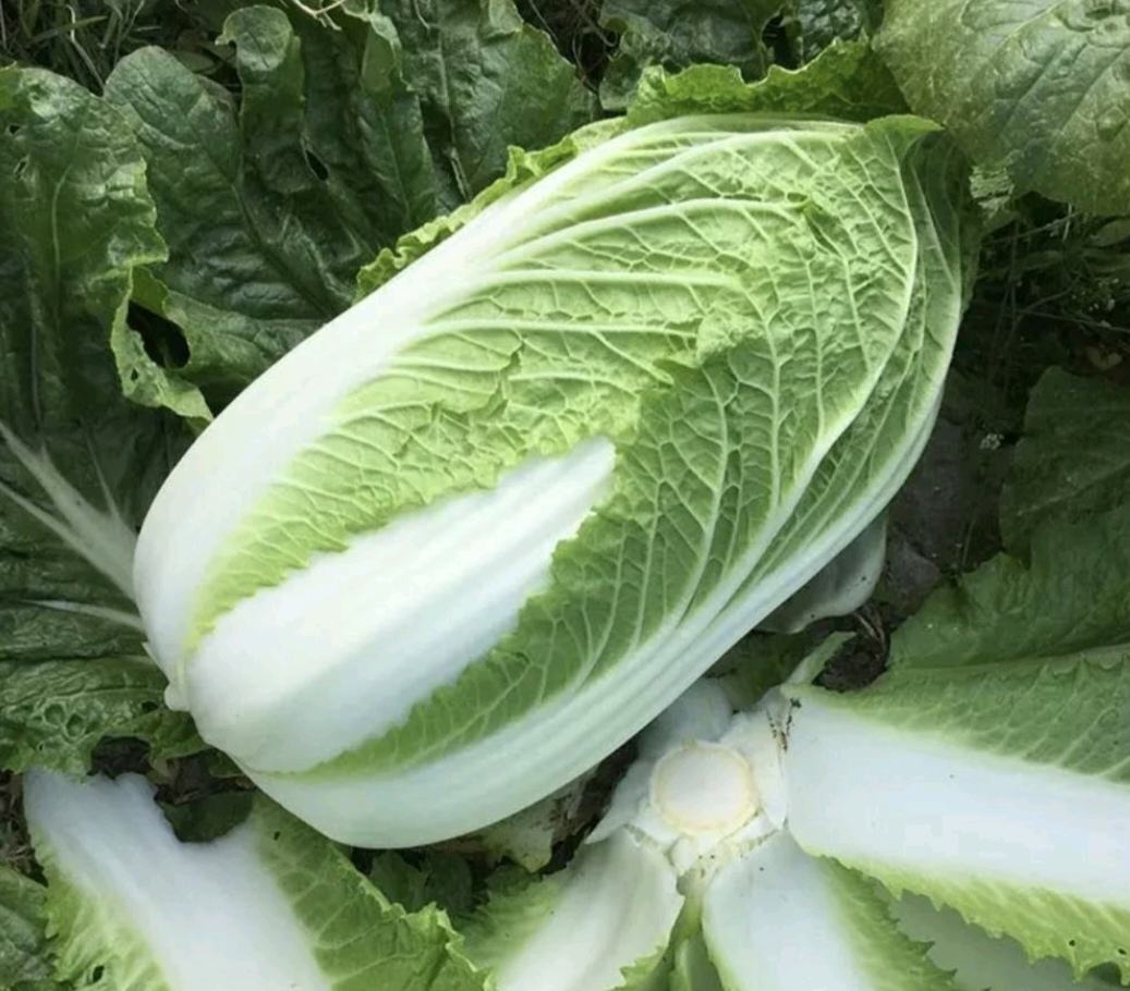 一道用黄心白菜制作的清炒菜肴,色泽鲜亮,菜叶柔嫩,搭配蒜香诱人 黄心白菜烹饪成品展示