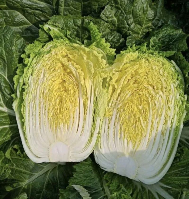 湖北大白菜黄心白菜货源充足实惠实力代发全国商超