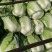 湖北大白菜黄心白菜货源充足实惠实力代发全国商超