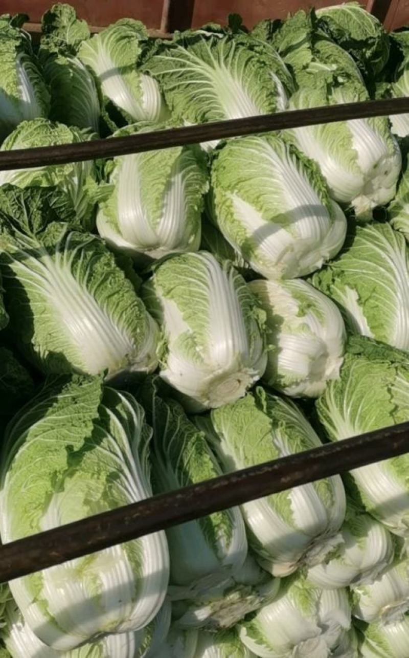湖北大白菜黄心白菜货源充足实惠实力代发全国商超