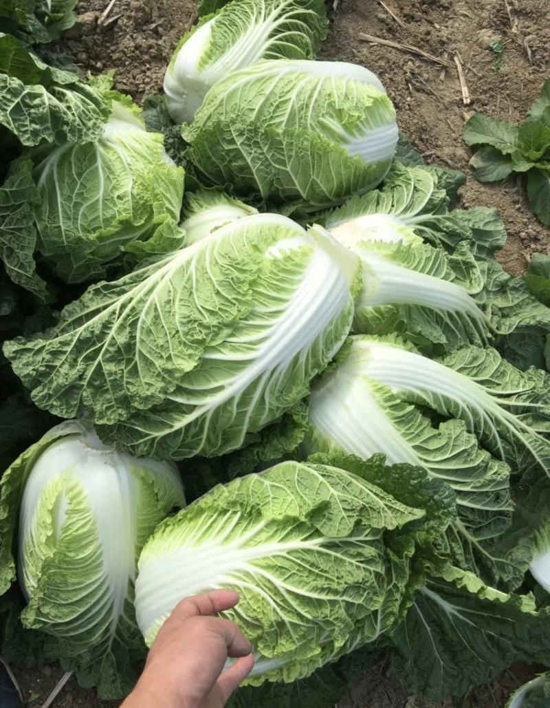 湖北大白菜黄心白菜货源充足实惠实力代发全国商超