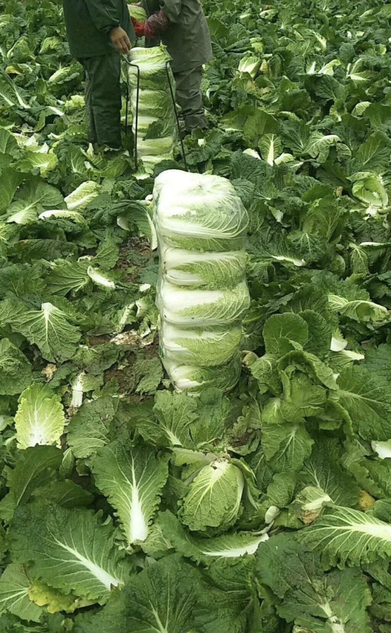 湖北大白菜黄心白菜货源充足实惠实力代发全国商超
