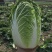湖北大白菜黄心白菜货源充足实惠实力代发全国商超
