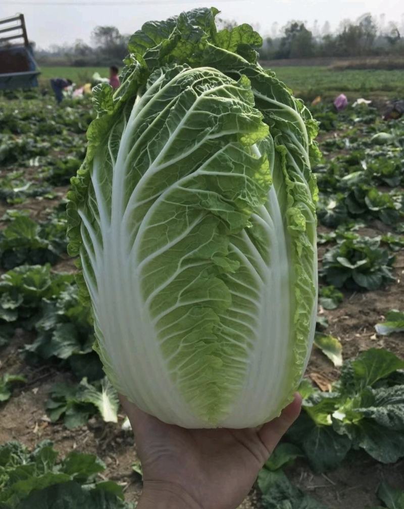 湖北大白菜黄心白菜货源充足实惠实力代发全国商超