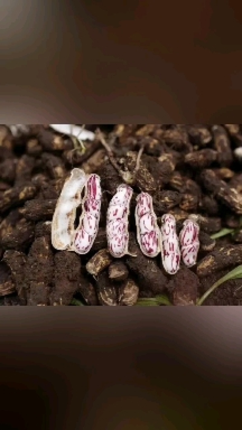 云南七彩花生米，产地直供，货源充足，承接一件代发