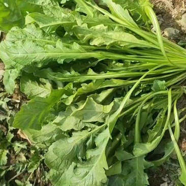 荠菜原产地，电商一件代发，1-5斤装，各大平台对接