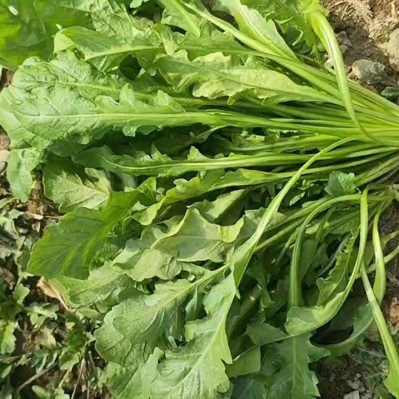 荠菜原产地，电商一件代发，1-5斤装，各大平台对接