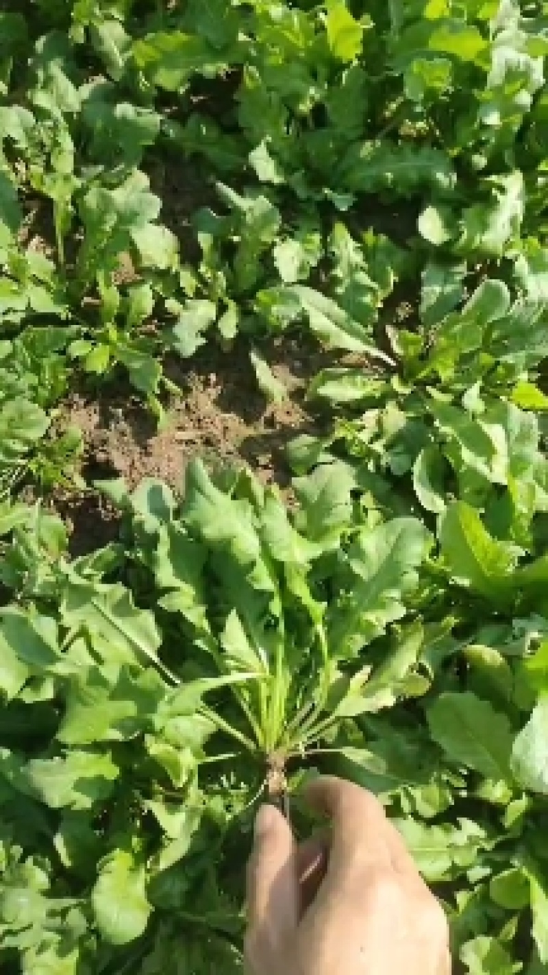 荠菜原产地，电商一件代发，1-5斤装，各大平台对接