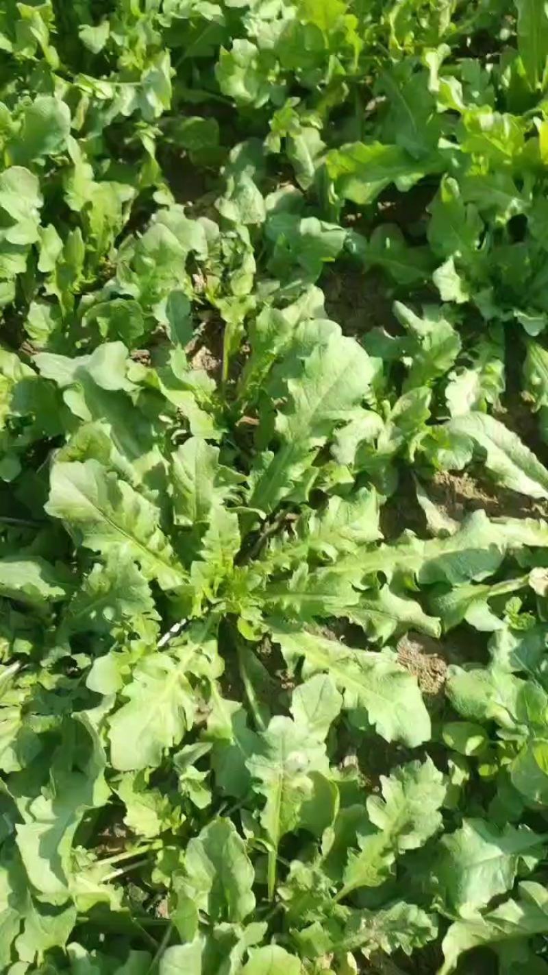 荠菜原产地，电商一件代发，1-5斤装，各大平台对接
