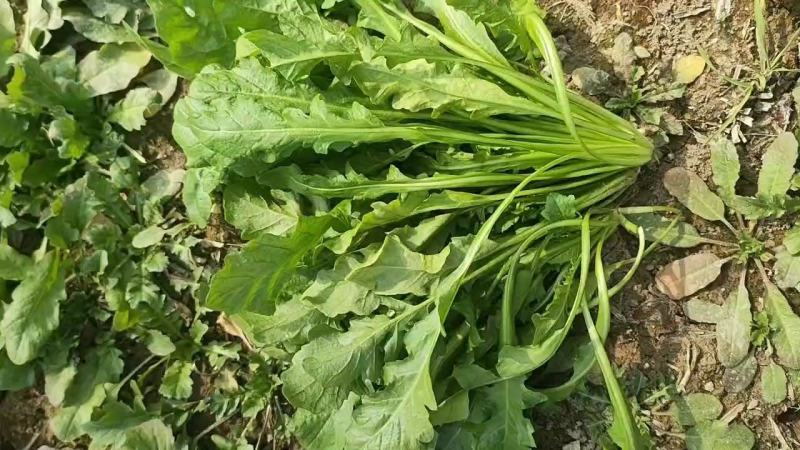 荠菜原产地，电商一件代发，1-5斤装，各大平台对接