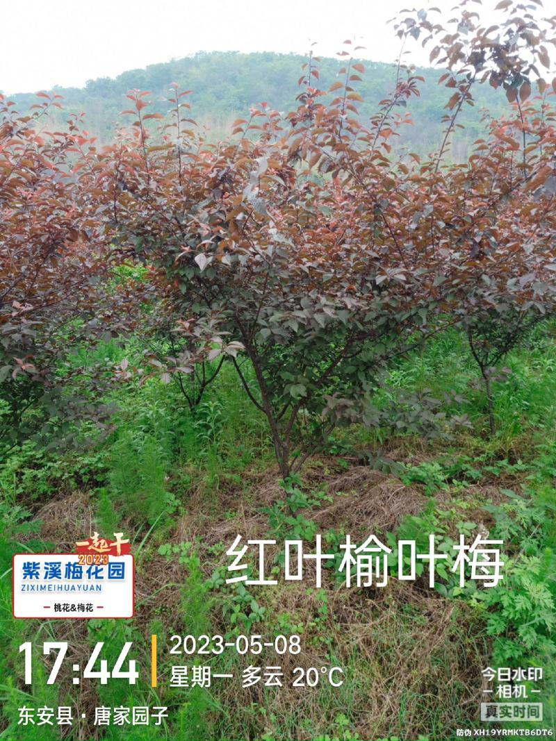 红叶碧桃，红叶榆叶梅，满天红碧桃