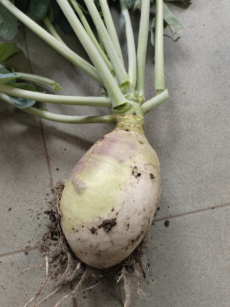 南通大头菜大量上市