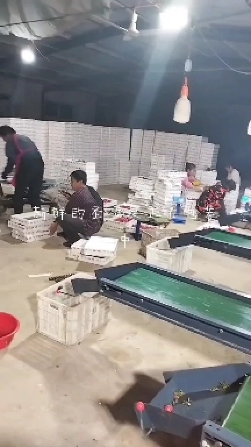 济阳骇河果蔬，现在贝贝大量上市，有需要的联系我。