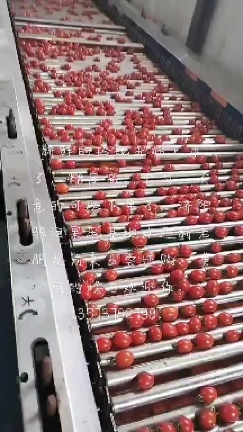 济阳骇河果蔬，现在贝贝大量上市，有需要的联系我。