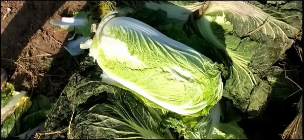 农民在清晨的菜地中采收成熟的黄心白菜,田间土壤湿润,白菜整齐排列,部分已装入竹筐,远处有农用车辆待运,展现规模化种植与采收场景 田间正在采收的黄心白菜