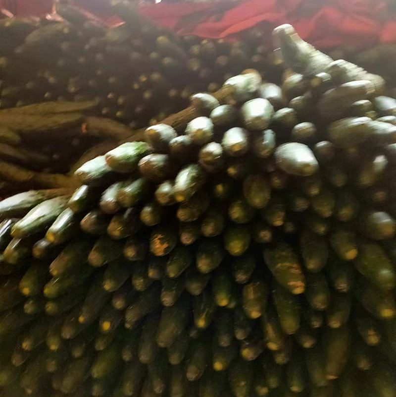 【黄瓜】广东密刺黄瓜大量供应可视频看货欢迎咨询