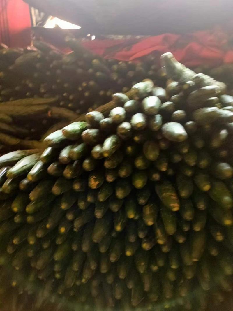【黄瓜】广东密刺黄瓜大量供应可视频看货欢迎咨询