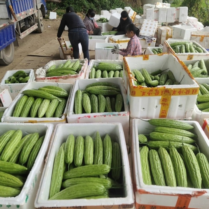 【苦瓜】广东苦瓜大量供应对接各大市场电商商超