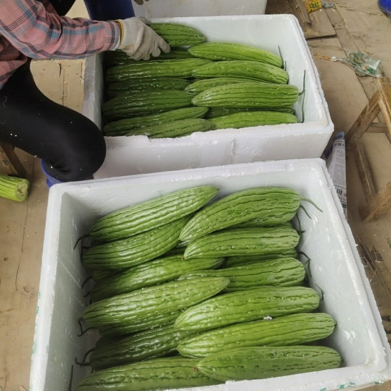 【苦瓜】广东苦瓜大量供应对接各大市场电商商超