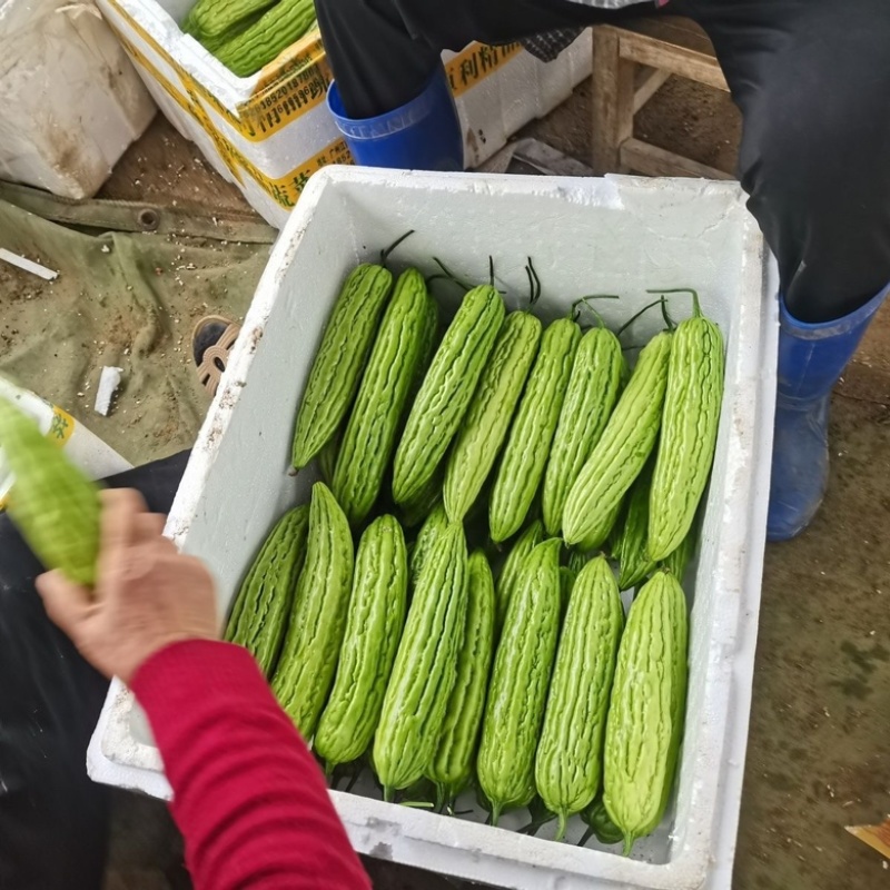 【苦瓜】广东苦瓜大量供应对接各大市场电商商超