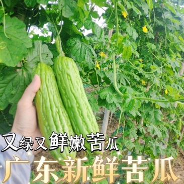 【苦瓜】广东苦瓜大量供应对接各大市场电商商超