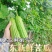 【苦瓜】广东苦瓜大量供应对接各大市场电商商超