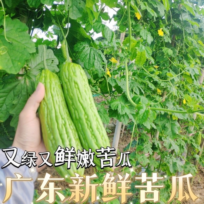 【苦瓜】广东苦瓜大量供应对接各大市场电商商超