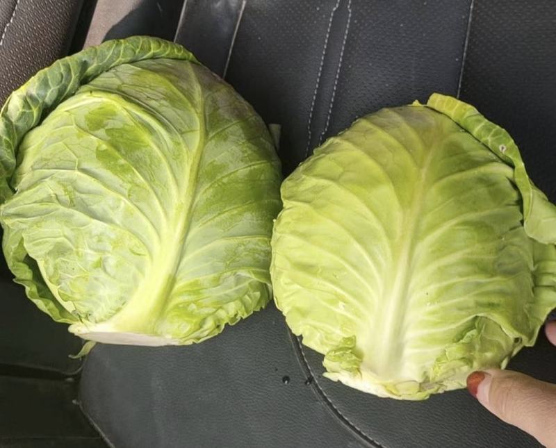 湖北甘蓝精品圆包菜产地一手货源量大从优全国发货