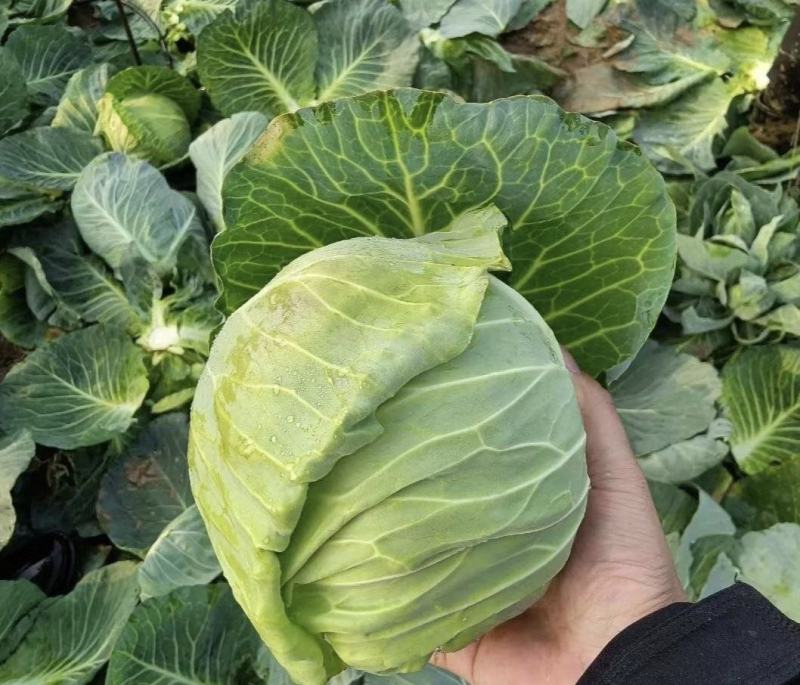 湖北甘蓝精品圆包菜产地一手货源量大从优全国发货