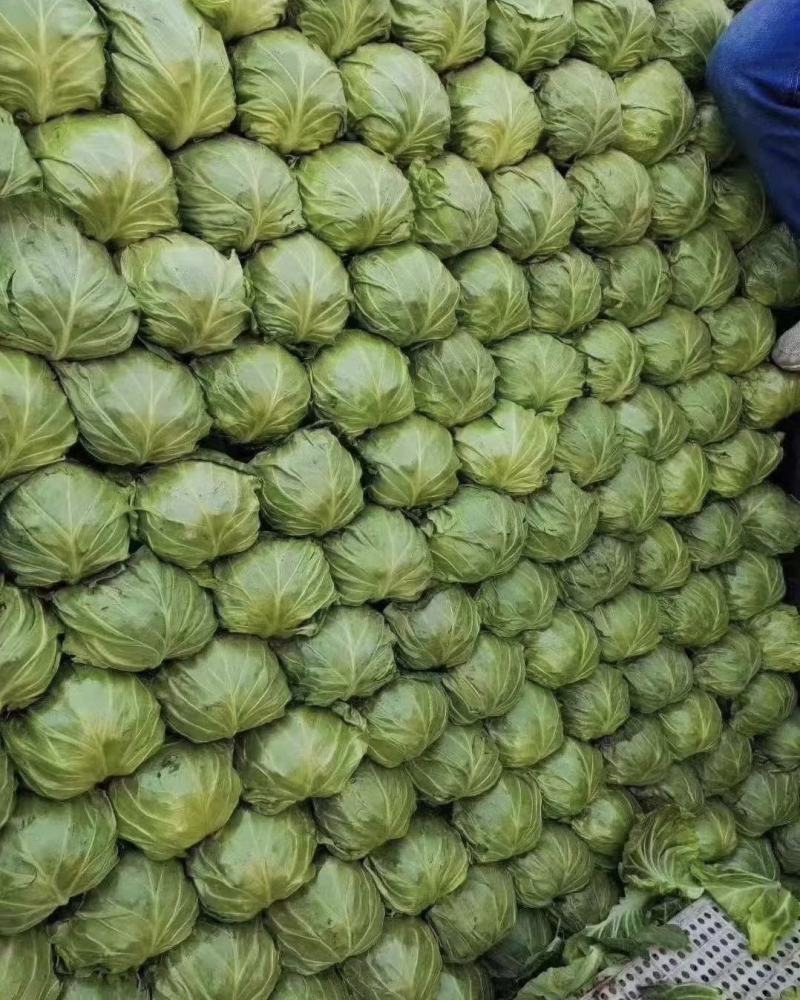 湖北甘蓝精品圆包菜产地一手货源量大从优全国发货