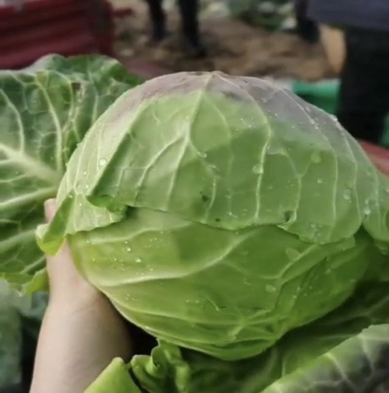 湖北甘蓝精品圆包菜产地一手货源量大从优全国发货