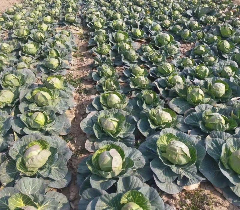 湖北甘蓝精品圆包菜产地一手货源量大从优全国发货