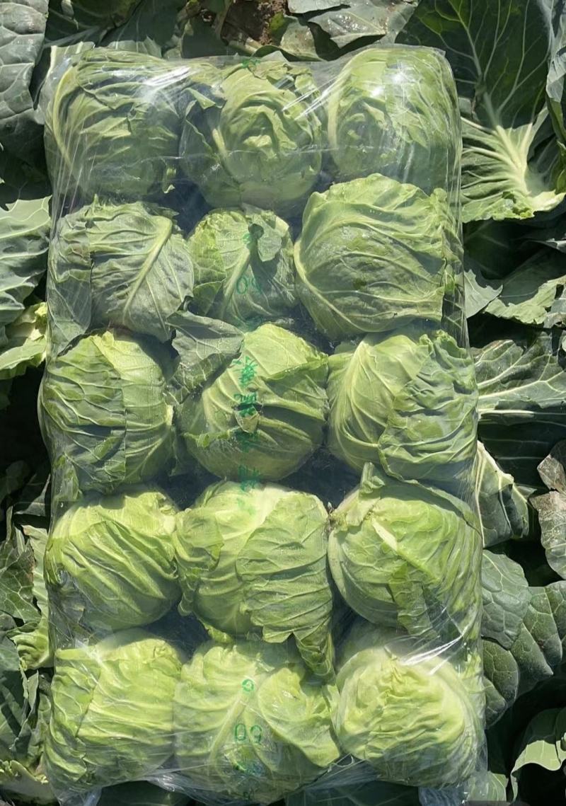 湖北甘蓝精品圆包菜产地一手货源量大从优全国发货