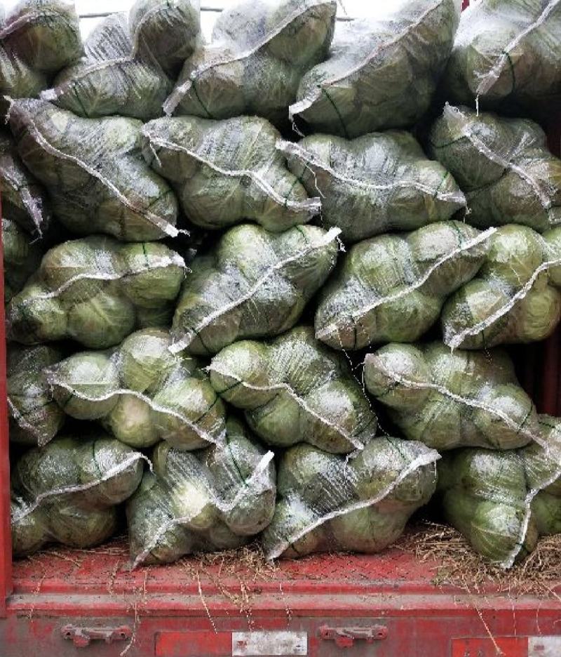 湖北甘蓝精品圆包菜产地一手货源量大从优全国发货