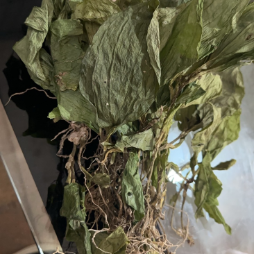 《牛商推荐》见血清干湿货库存充足量大从优欢迎老板选购