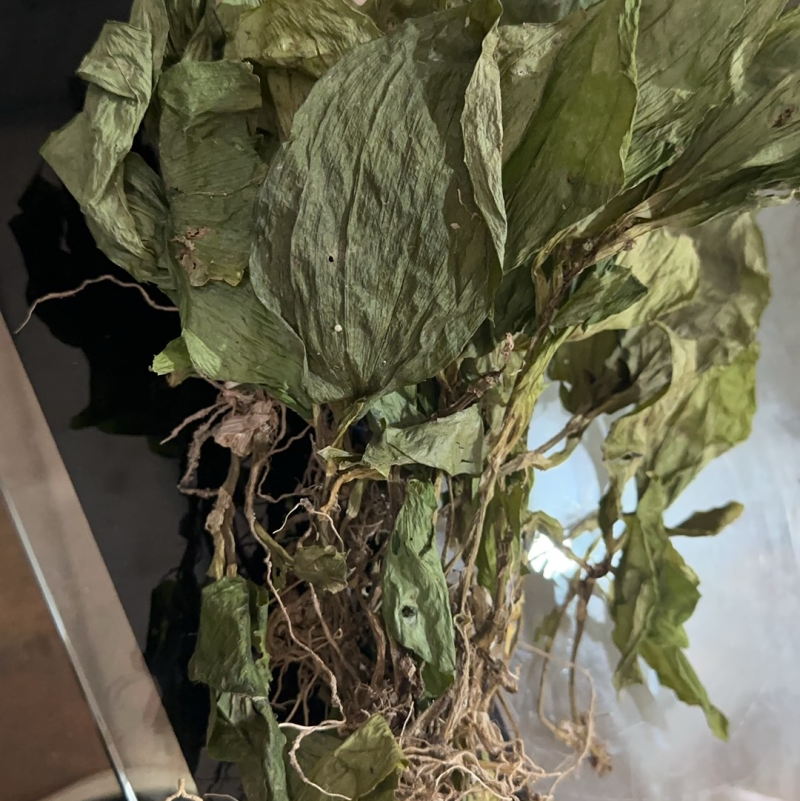 《牛商推荐》见血清干湿货库存充足量大从优欢迎老板选购