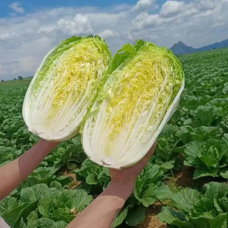 精品白菜山东黄心白菜大量供应无烧边无烂心量大优惠