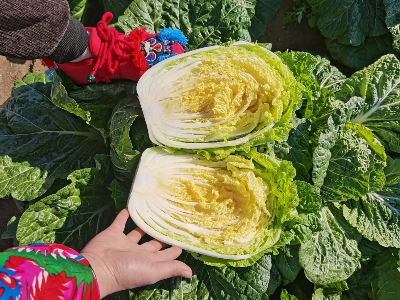 精品白菜山东黄心白菜大量供应无烧边无烂心量大优惠