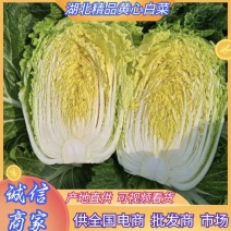 湖北大白菜黄心白菜货源充足实惠实力代发全国商超