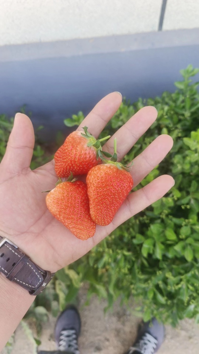 河南优质奶油草莓，口感甜美基地直发品质保障，可视频看货