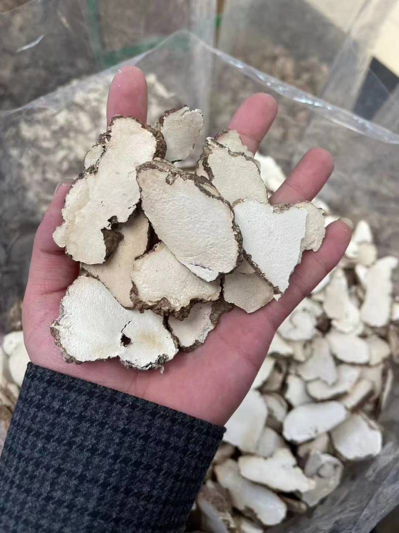 虎乳菌，虎奶菇，支持拿大货散货，价位具有优势，货源稳定